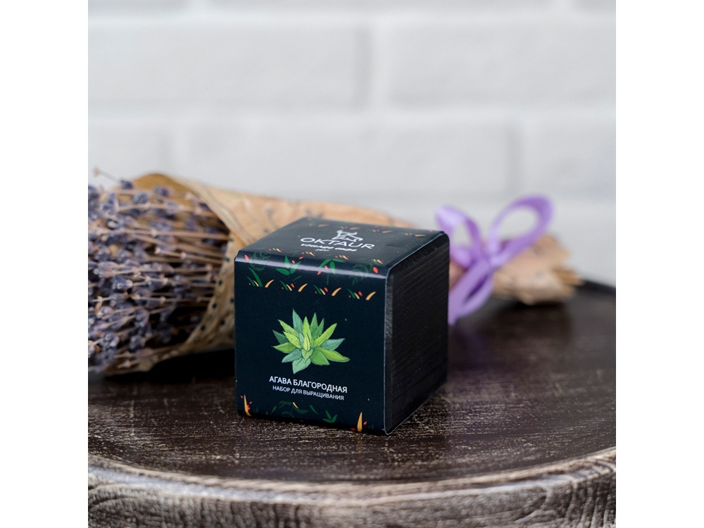 Набор для выращивания Small village cube Эхинокактус Альбинос