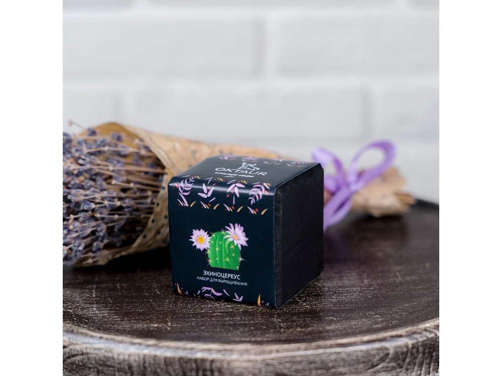 Набор для выращивания Small village cube Эхинокактус Альбинос